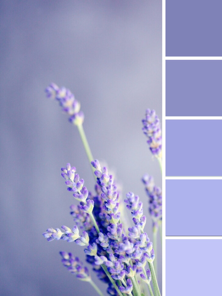 Indigo, indigo, or bluish-violet