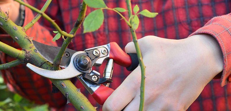 plant pruning - photo 3 pruning shears