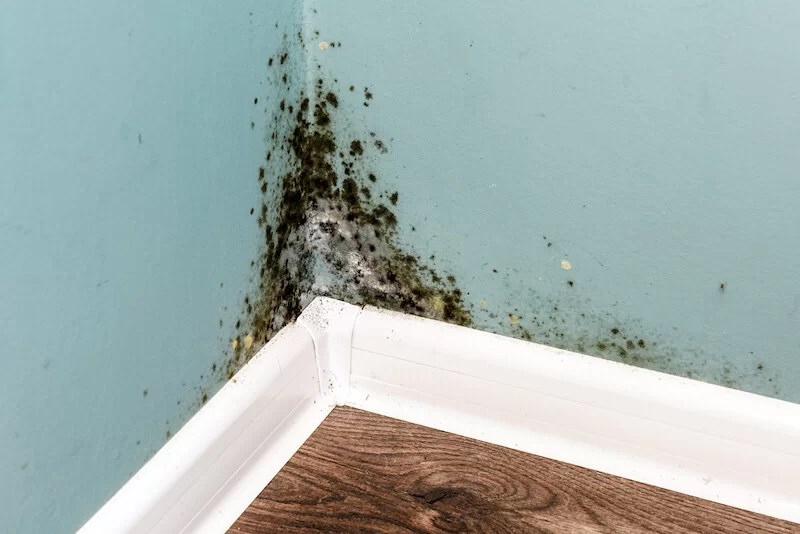 remove mold on walls