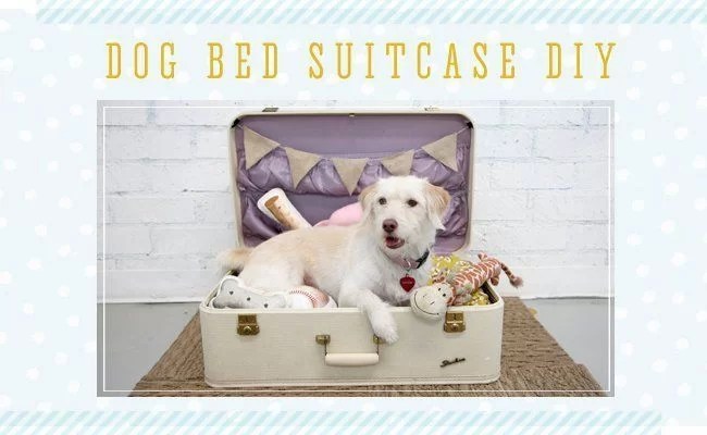 decorate with suitcases and recycle into a pet bed