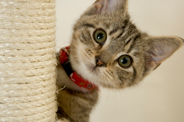 recycle cardboard tubes into cat scratchers