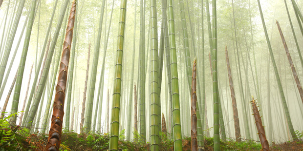 bamboo-as-a-sustainable-ecological-resource